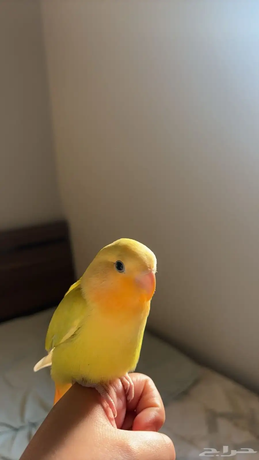 ببغاء روز 0