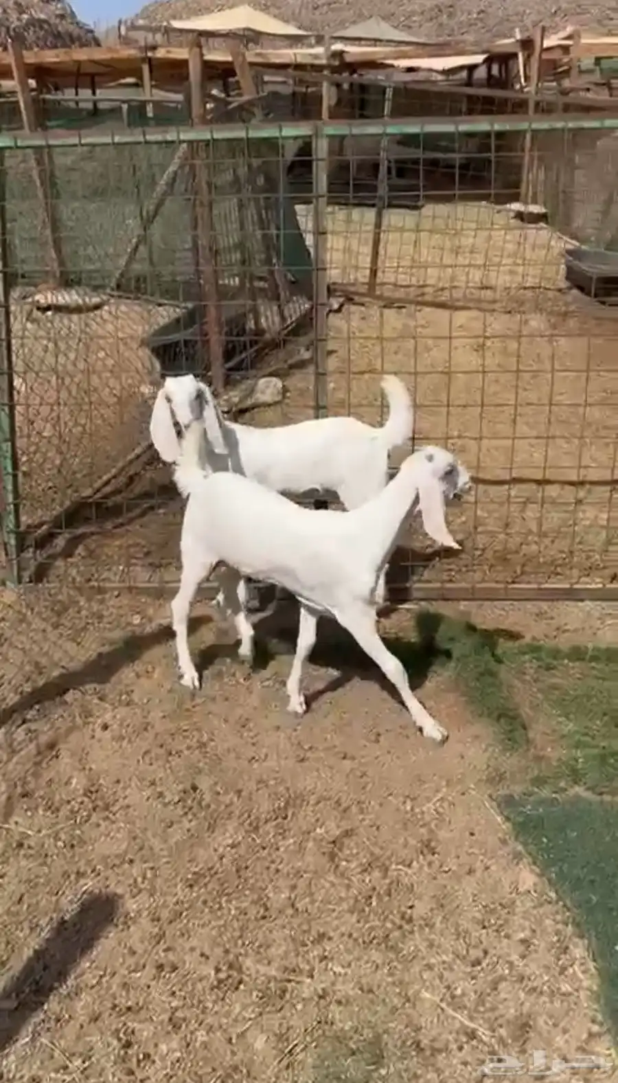 عنز تحتها ثنتيين جفار برص فواخر 3