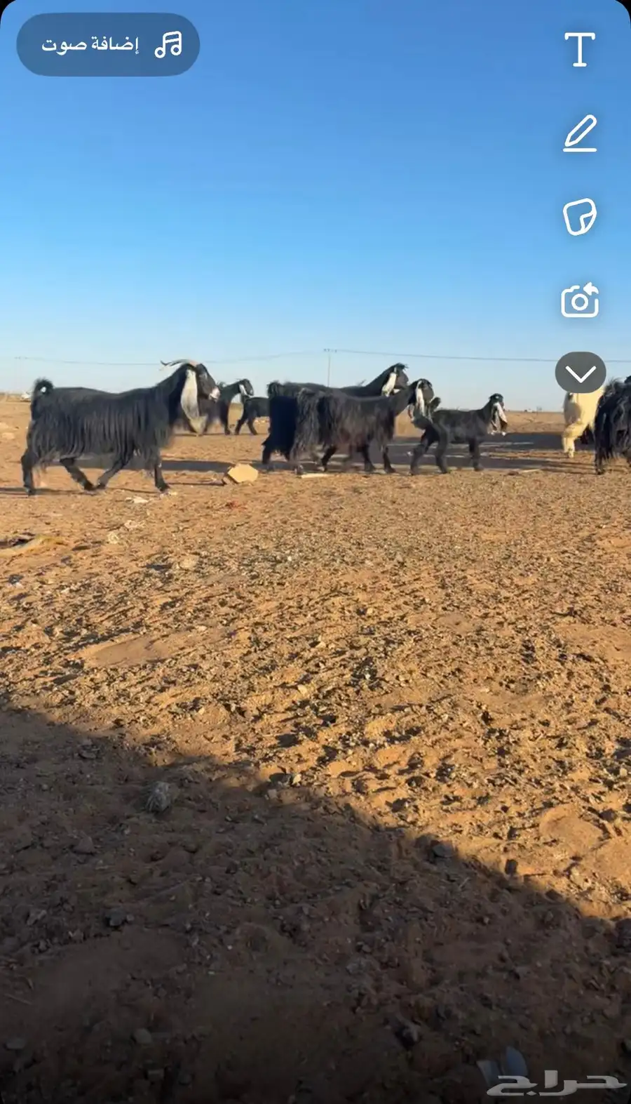 معزة الأعداد سته تحتها خمس جفرتين ثلاثة تيوس 1