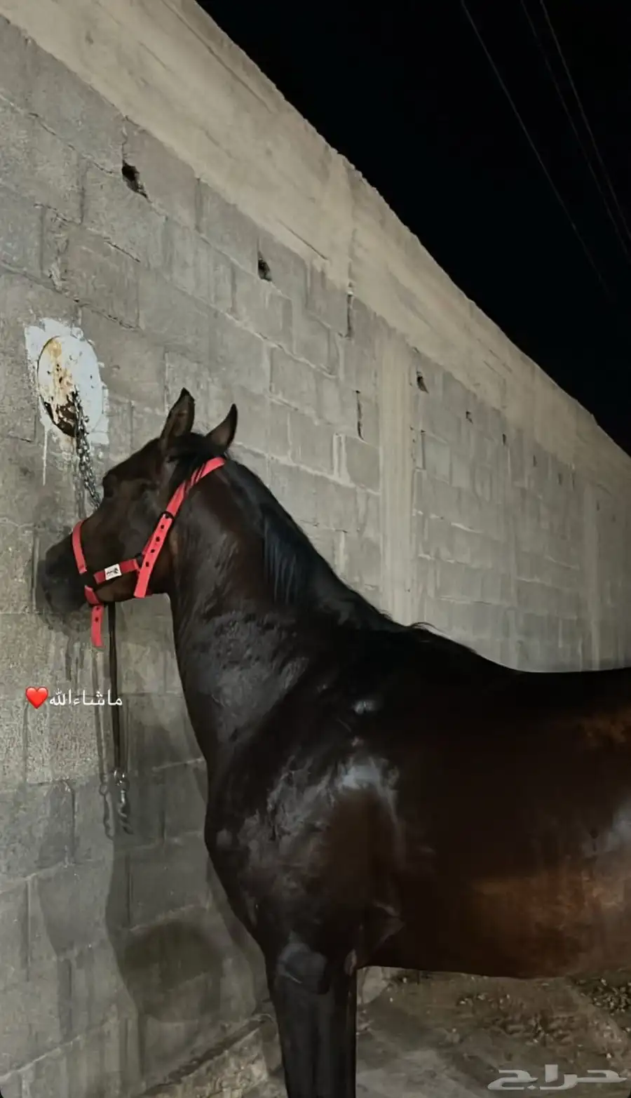 خيل 0