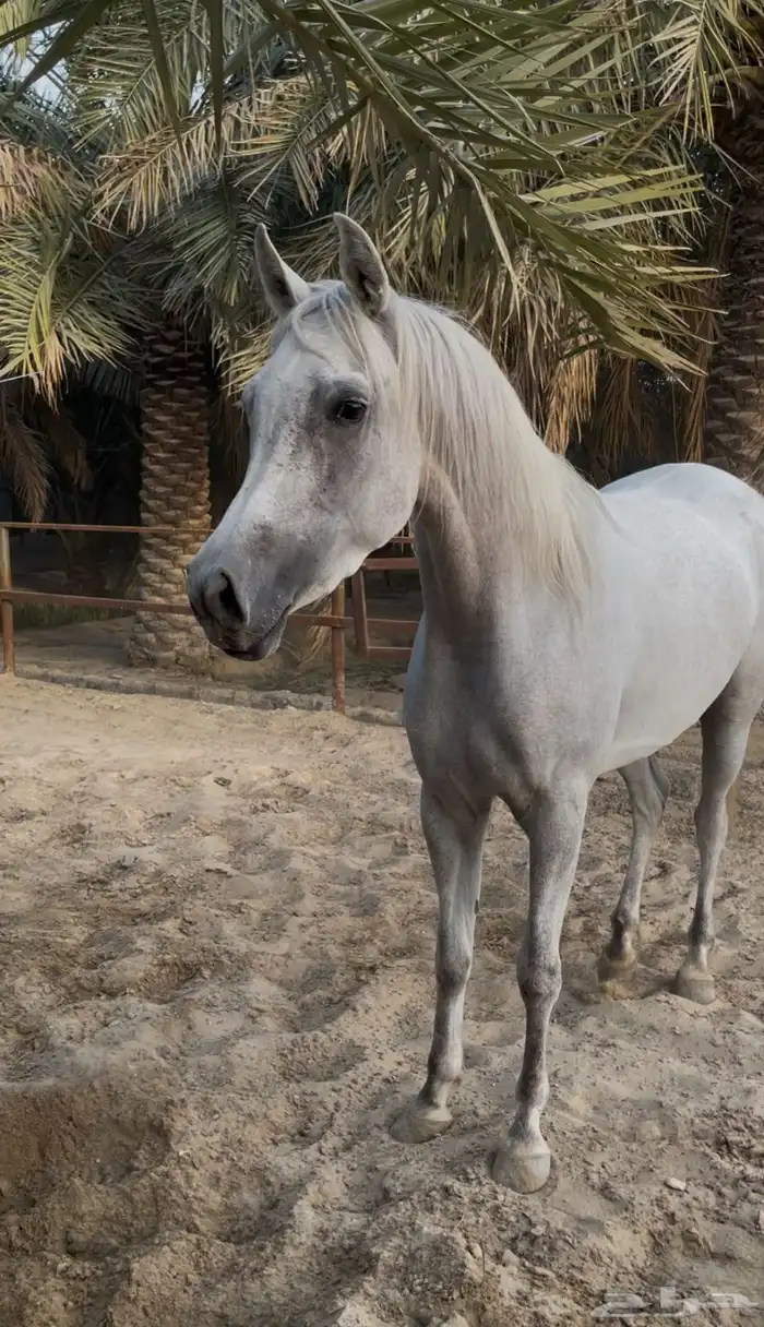 فرس شعببه شيخه 1
