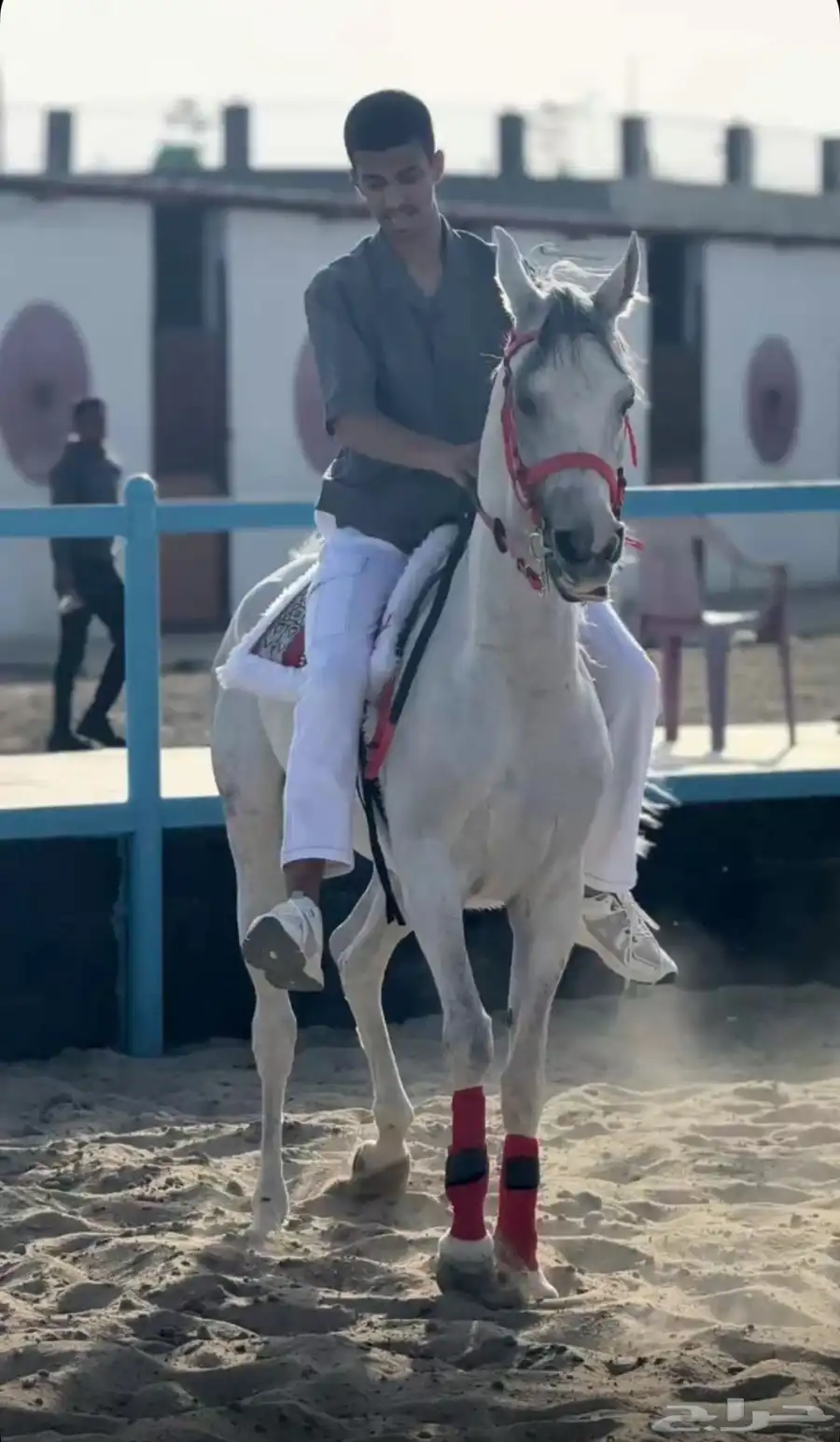فرس واهو 1