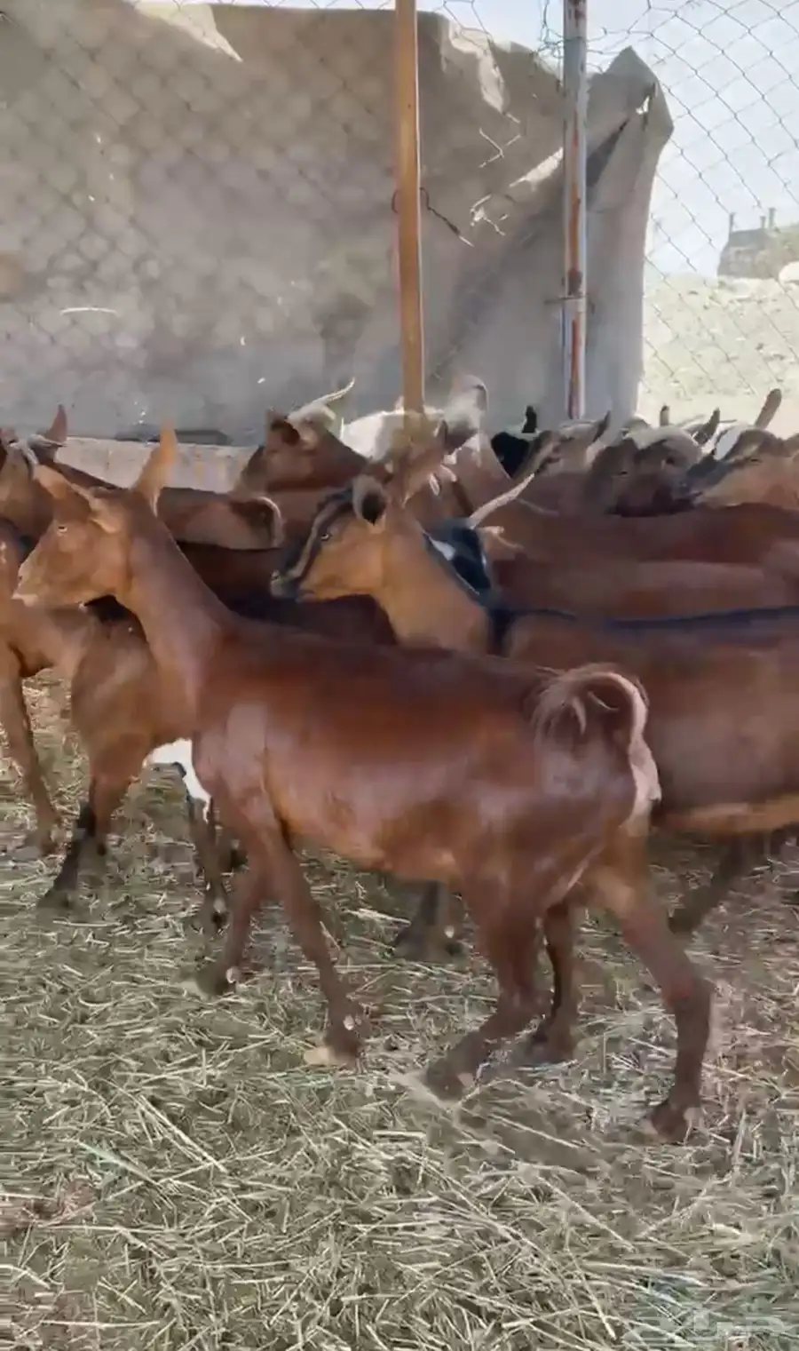 معزا دهم دفيع للبيع العدد 20 راس 1