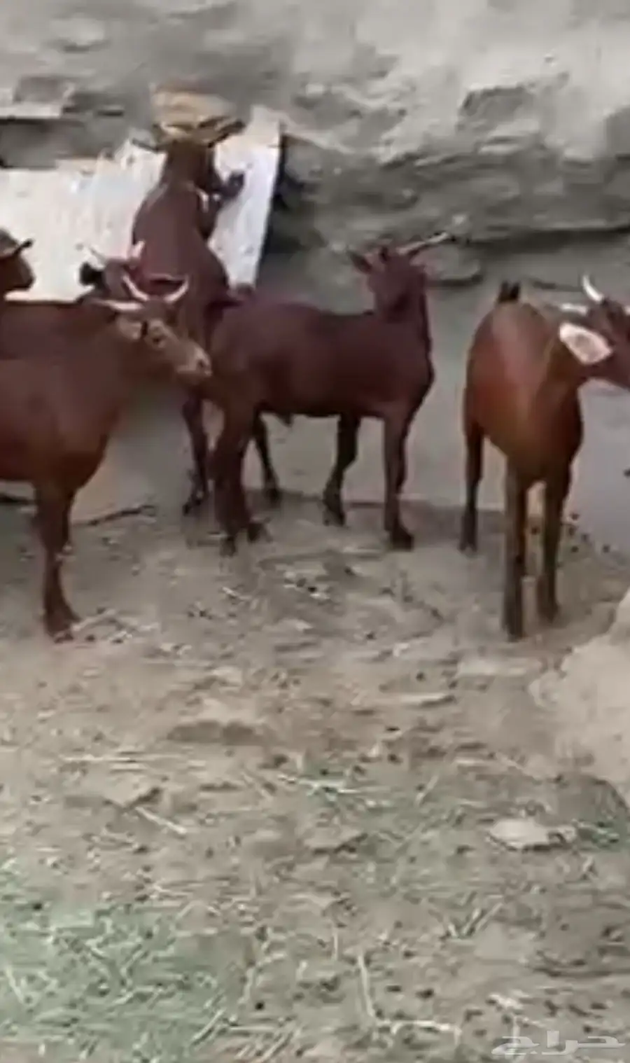 تيوس بلدي 1