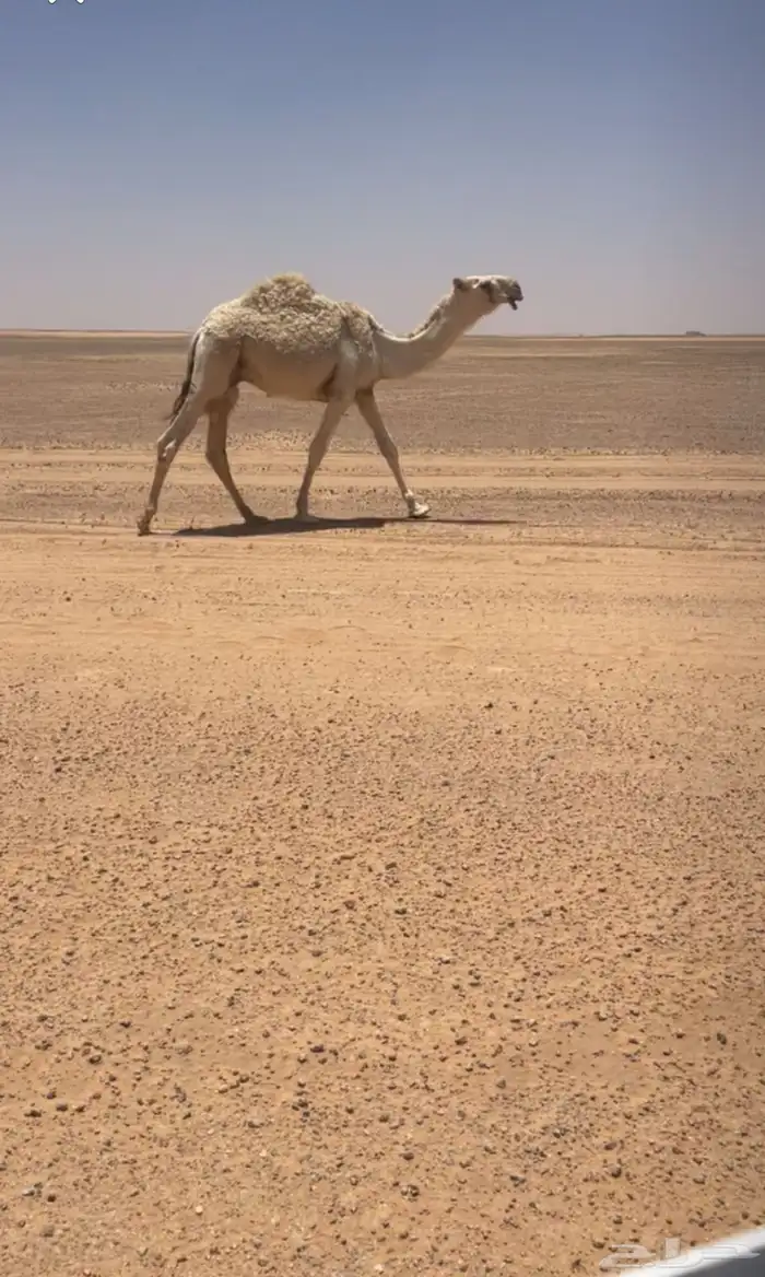 قعود باتلي جدها حاكم ابن قريع 0