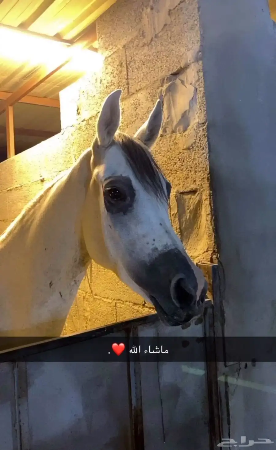 فرس واهو 2