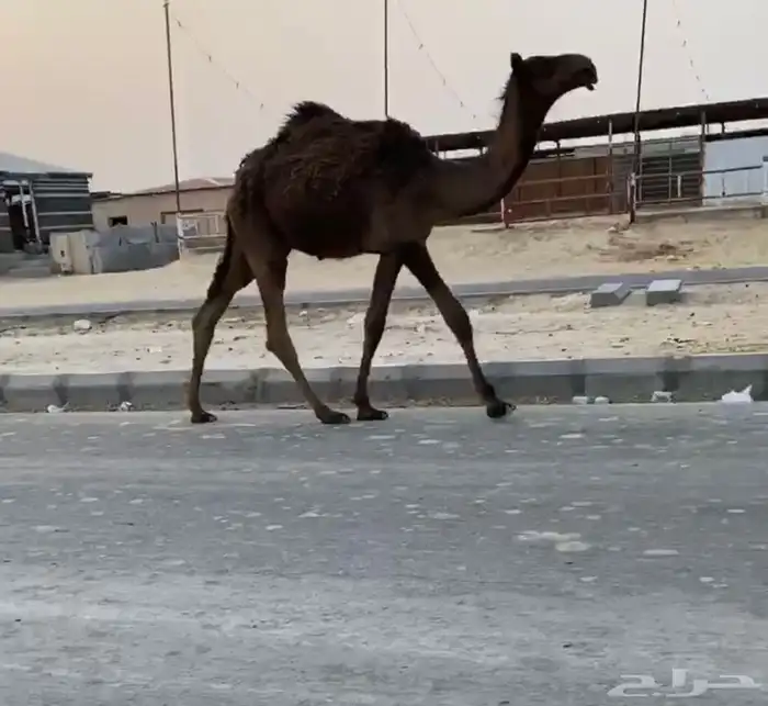 ابل 0