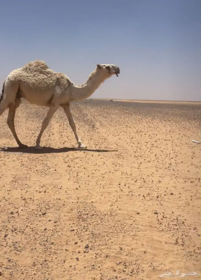 قعود باتلي جدها حاكم ابن قريع 1