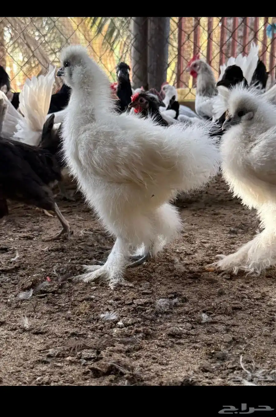 دجاج قطني بشاير 0