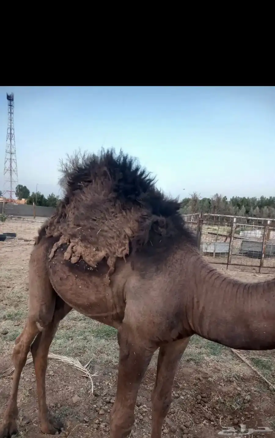 قعود فاخر مغلق 1