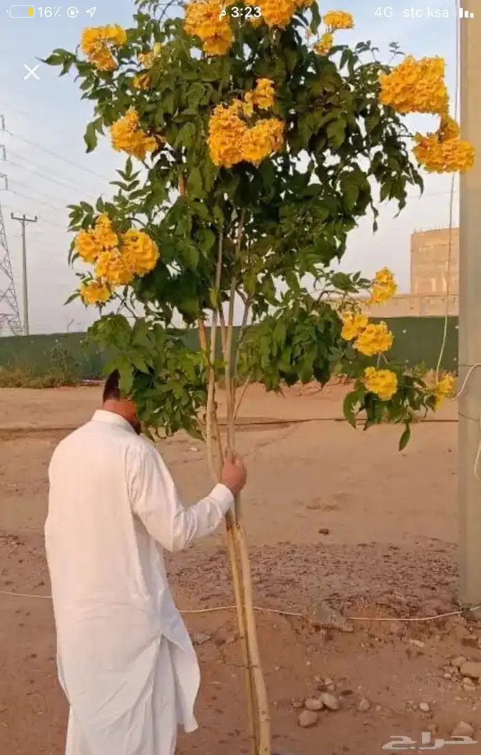 تنسيق حدائق تبوك 61