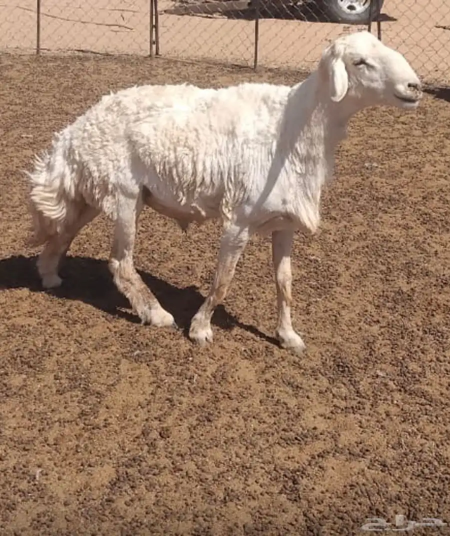 للبيع خروف فحل حرش ثني مشروط 0