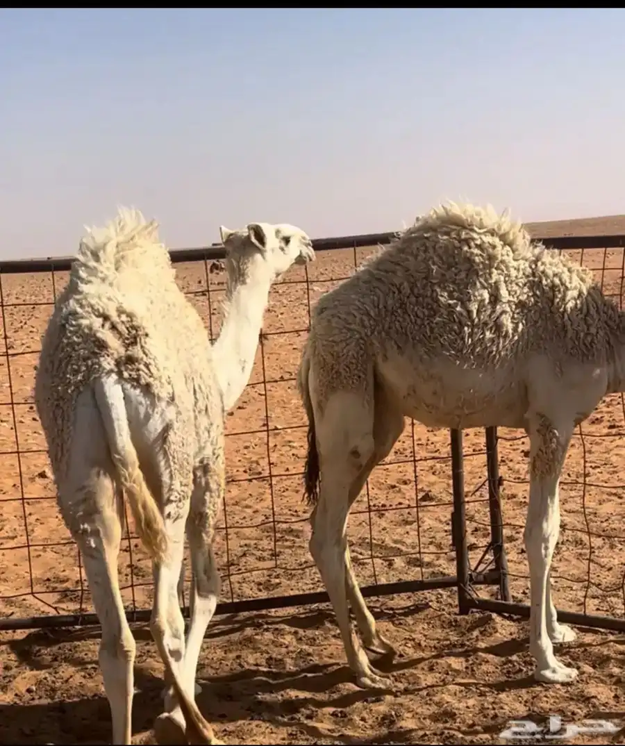 حشو للبيع العدد 3 الي يبيه يتواصل معي وشكرا 0