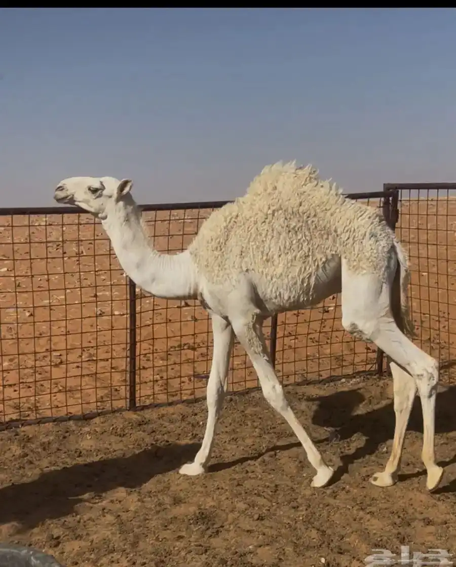 حشو للبيع العدد 3 الي يبيه يتواصل معي وشكرا 1