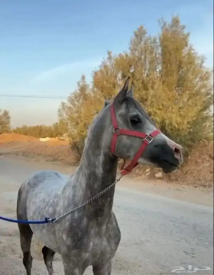 مطلوب احصان سعره مايتعدا 2000ولا 2500 0
