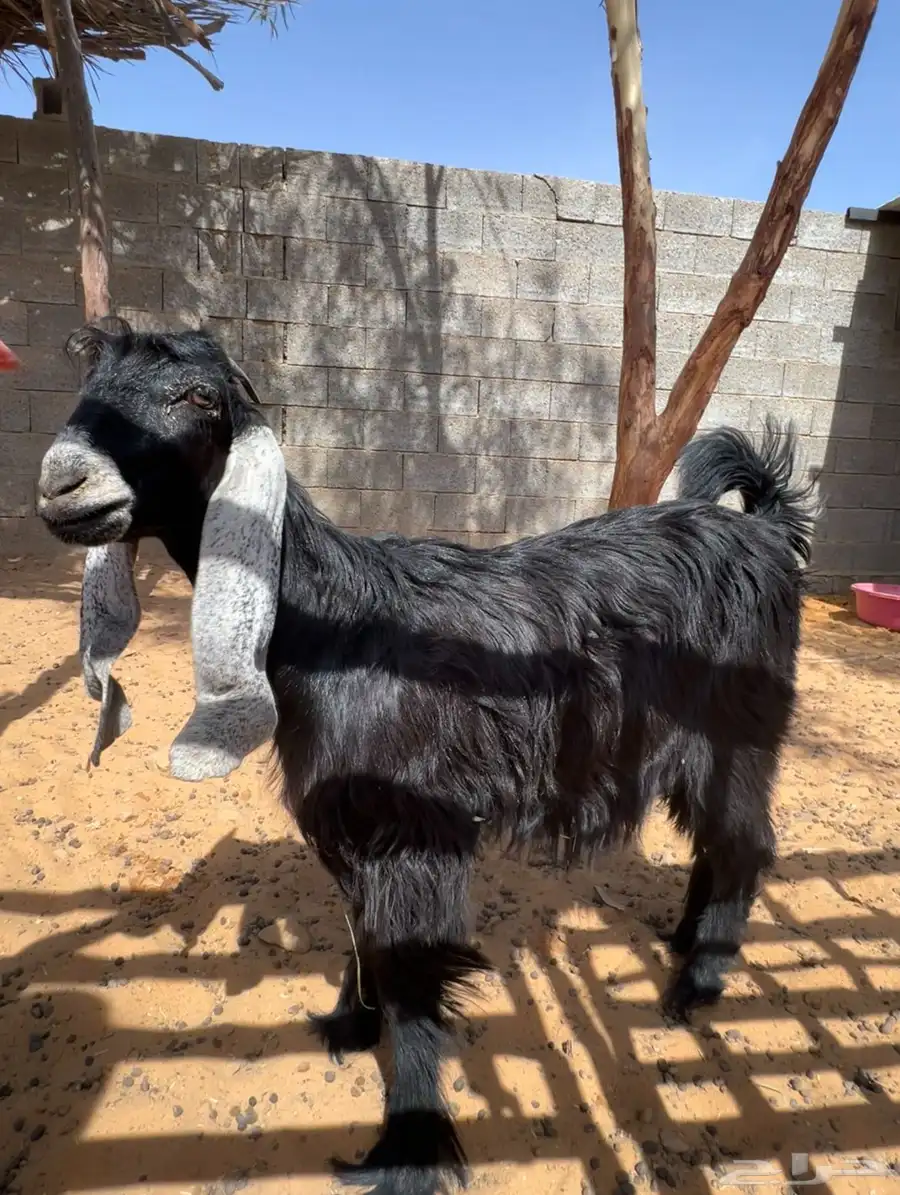 جفره عارضيه 4 شهور 1