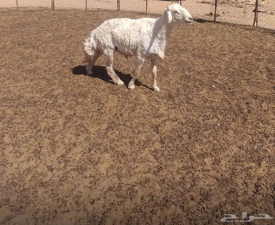 للبيع خروف فحل حرش ثني مشروط 1