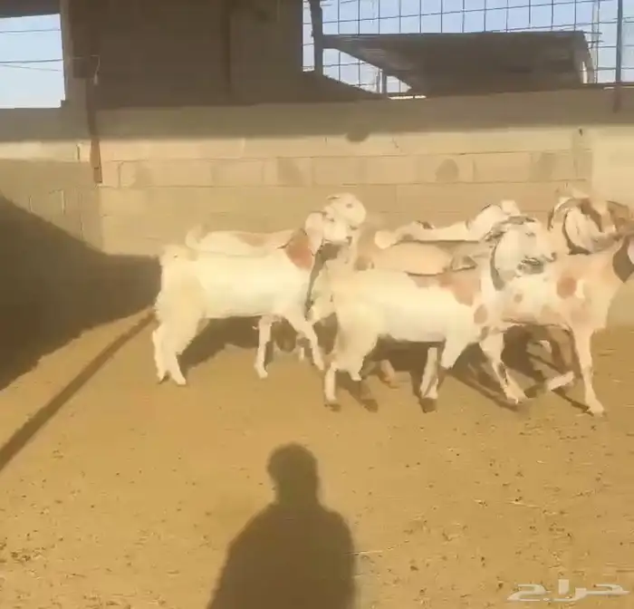 ماعز مصريات تم البيع 0