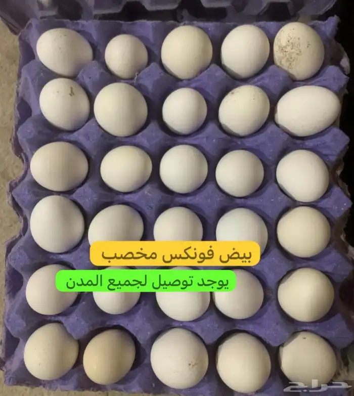 بيض مخصب دجاج الفونكس 0