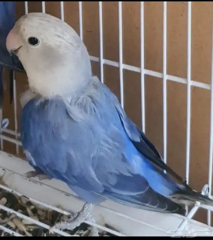 أنثى روز 1