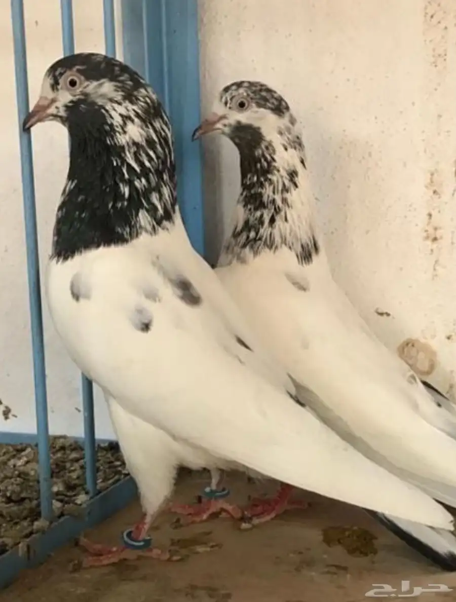 عشاق الحمام الباكستاني 0