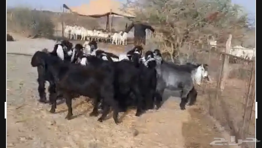 تيوس عوارض تيوس مندي 0