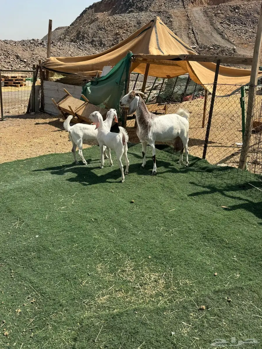 عنز تحتها ثنتيين جفار برص فواخر 0