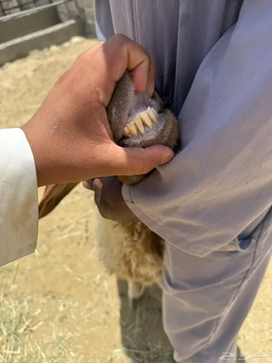شاه نعيميه دافع 1