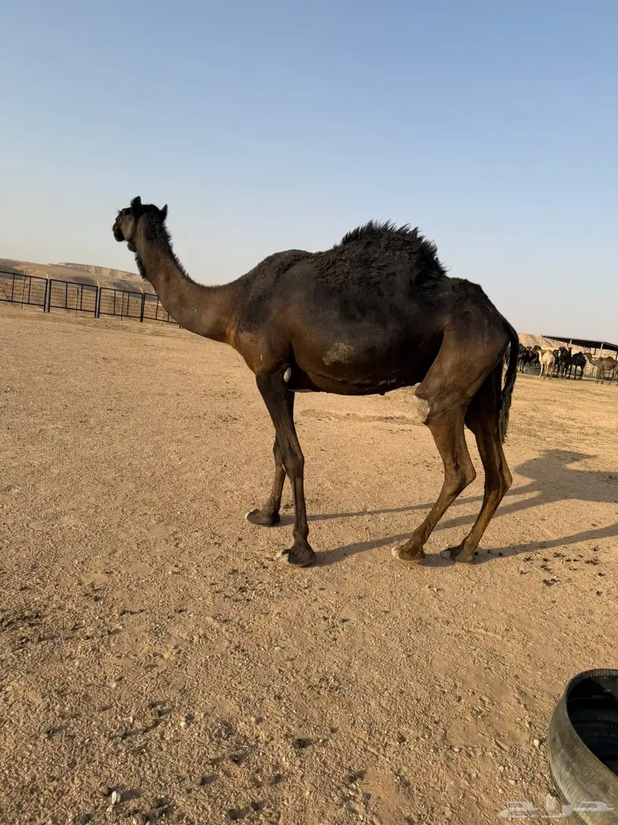 مجهم خفوت طيبه 5