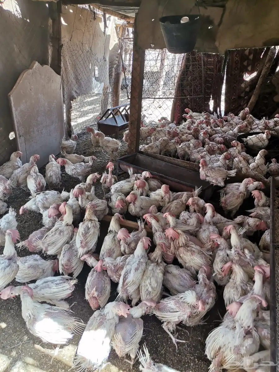 عاجل دجاج بيضا لا حم 0