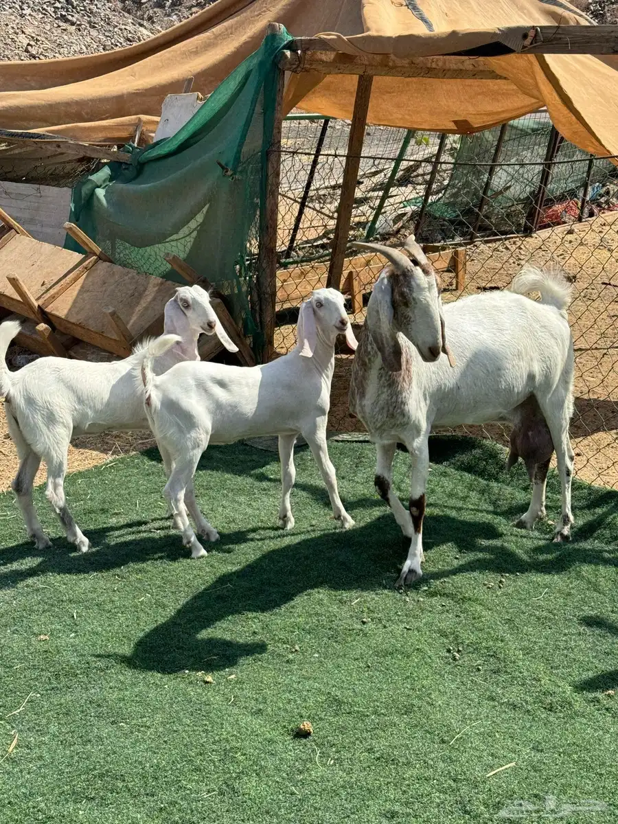 عنز تحتها ثنتيين جفار برص فواخر 1