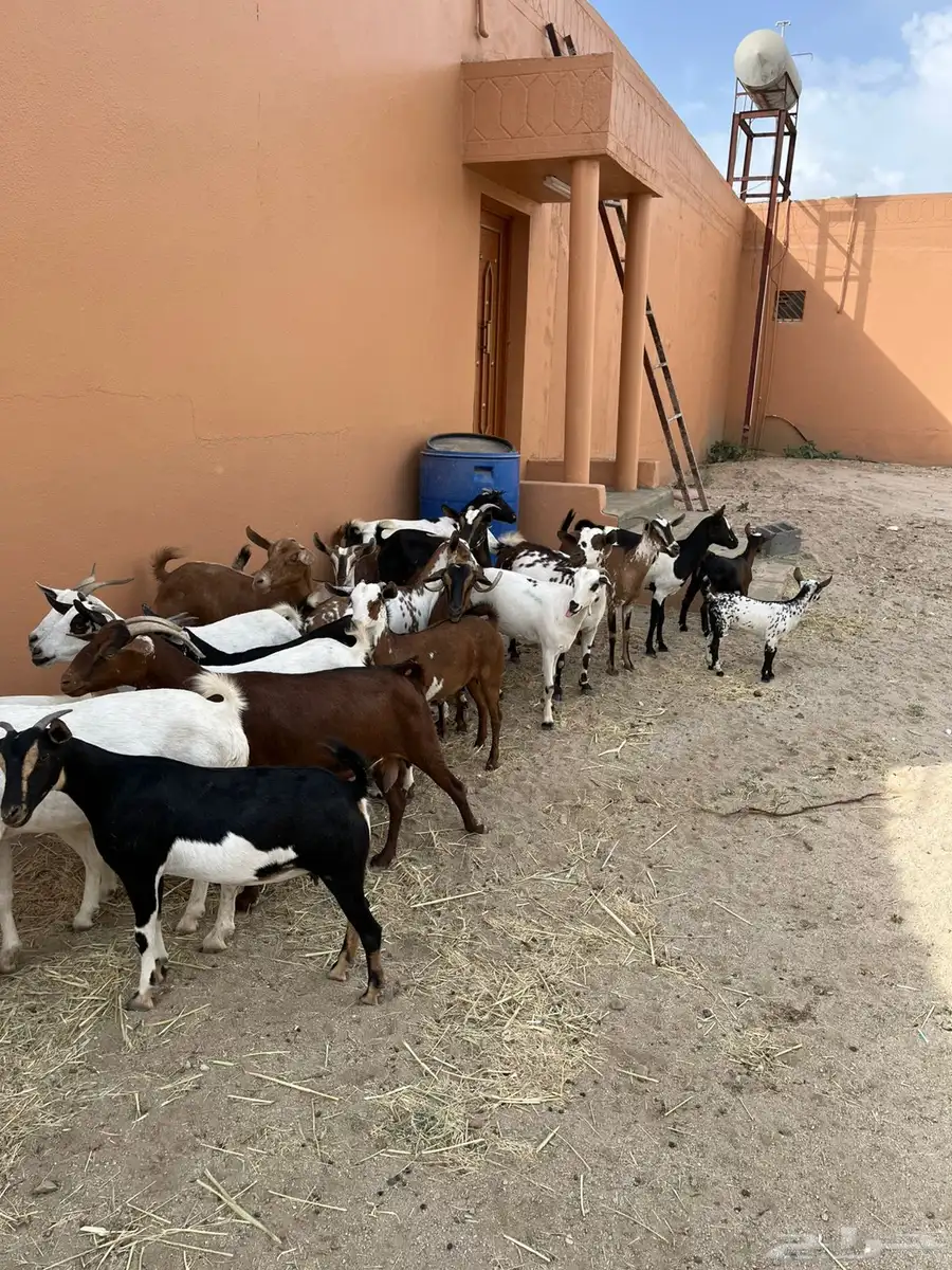 50 ماعز يتبعها 4 بهم والحد 50 الف ريال 1