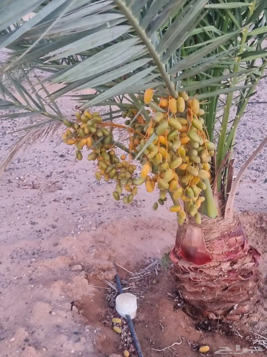 مزرعة في منطقة حائل محافظة الشملي للبيع 3