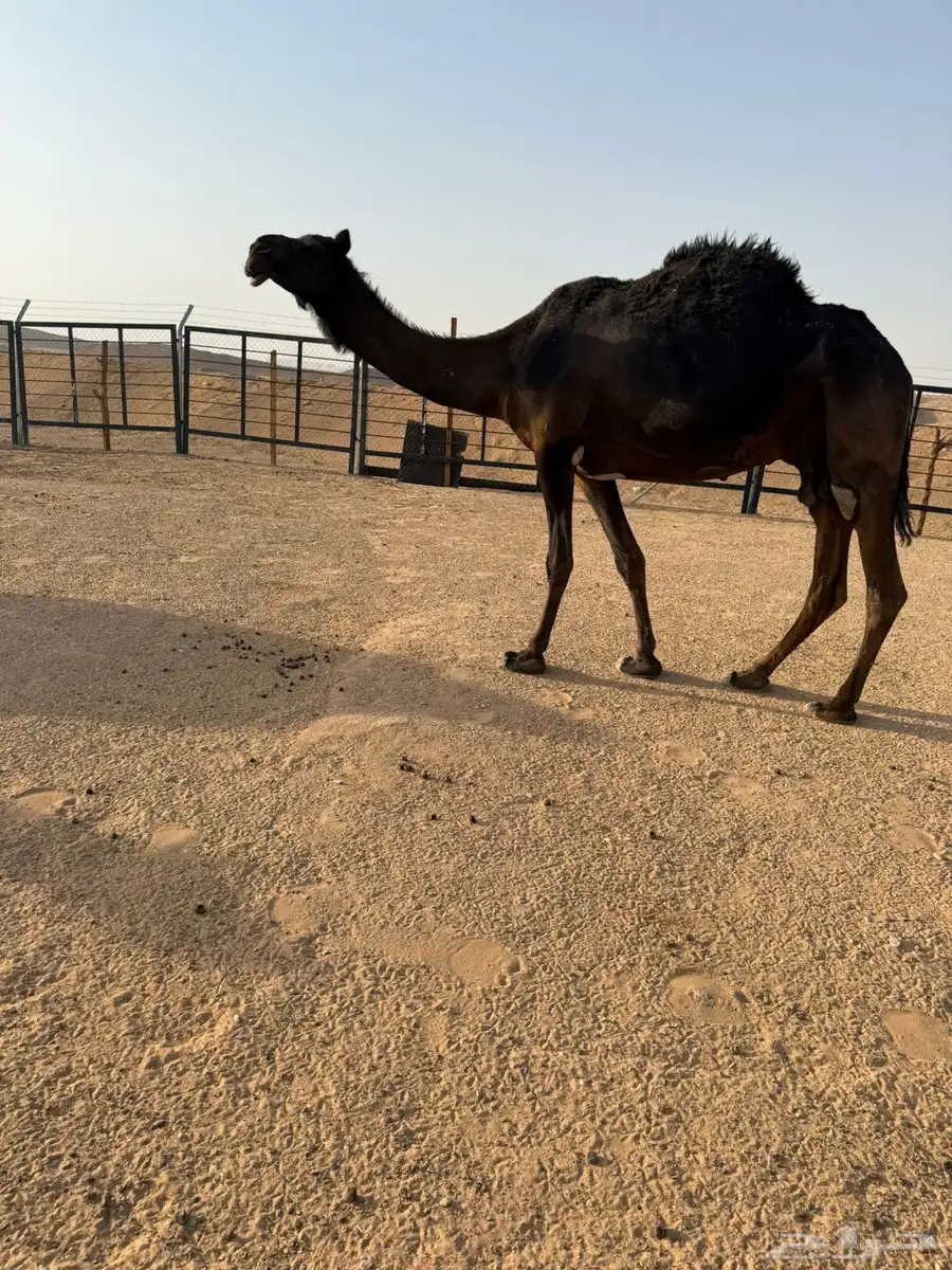 مجهم خفوت طيبه 3