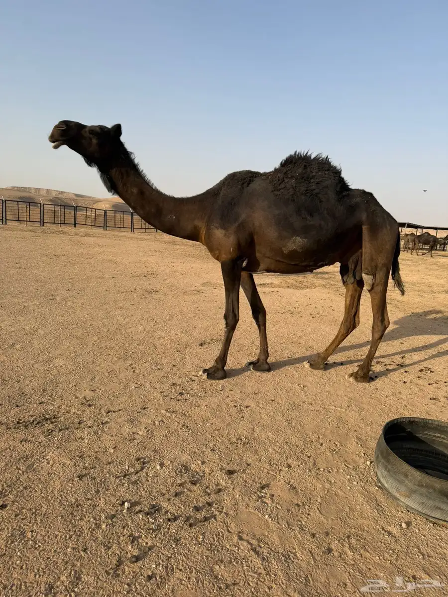 مجهم خفوت طيبه 0