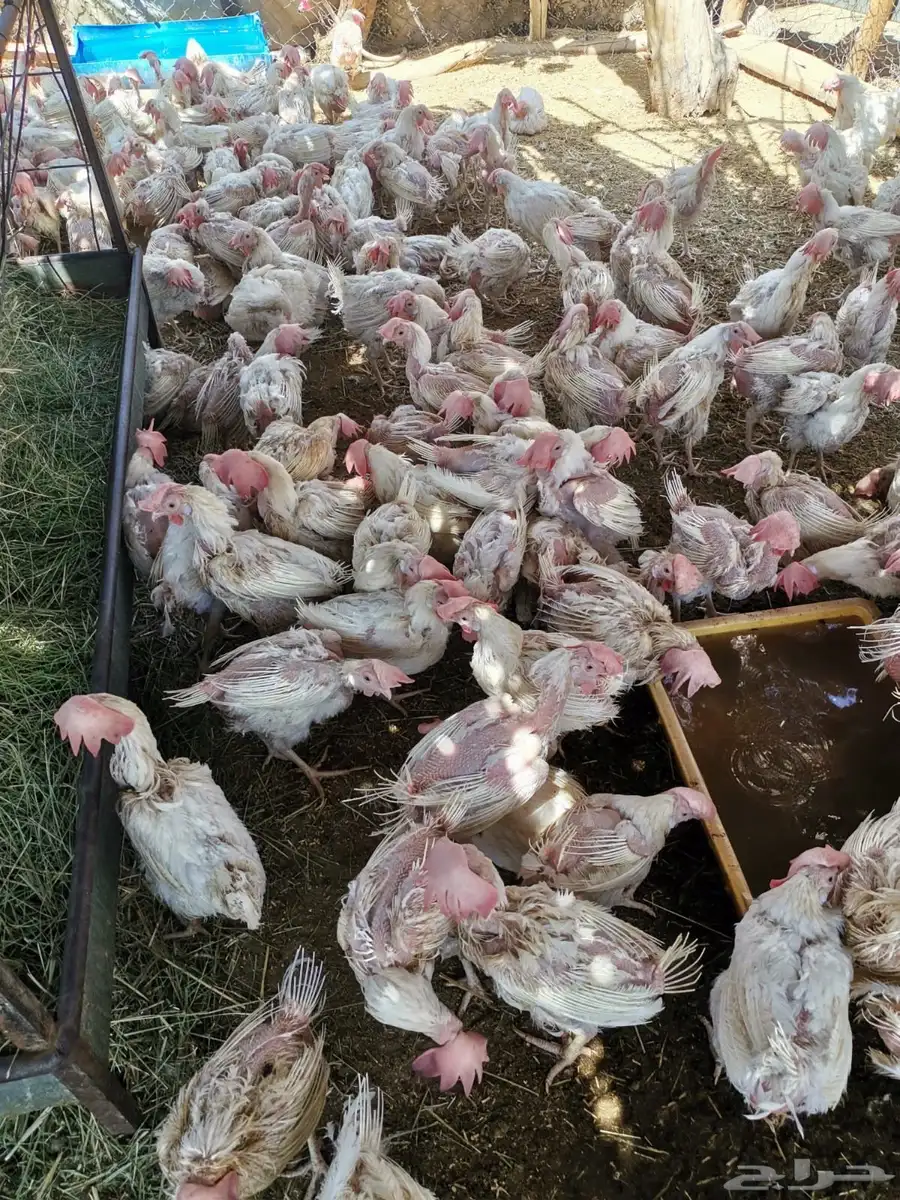 عاجل دجاج بيضا لا حم 1