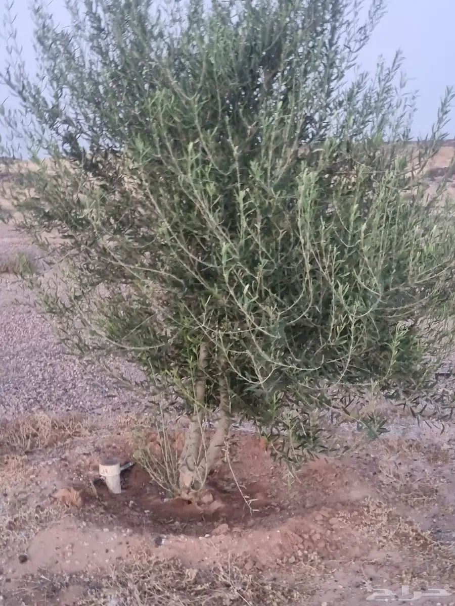 مزرعة في منطقة حائل محافظة الشملي للبيع 8