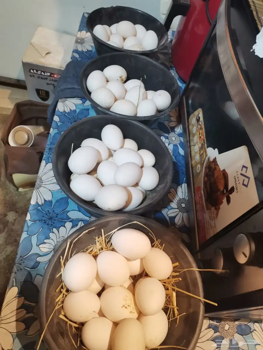 عاجل دجاج بيضا لا حم 3