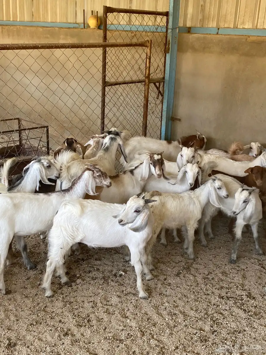 عرس كفو 21 1