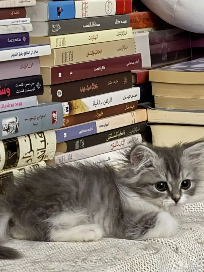 قطط شيرازي 7