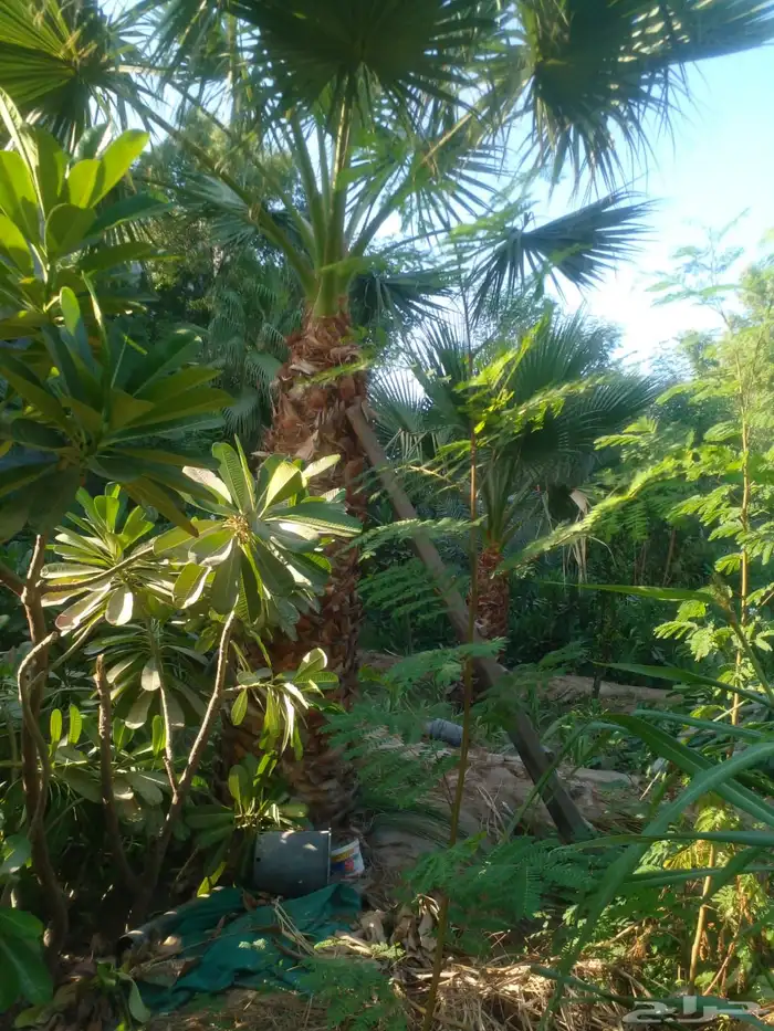 تنسيق الحدائق المنزلية 7