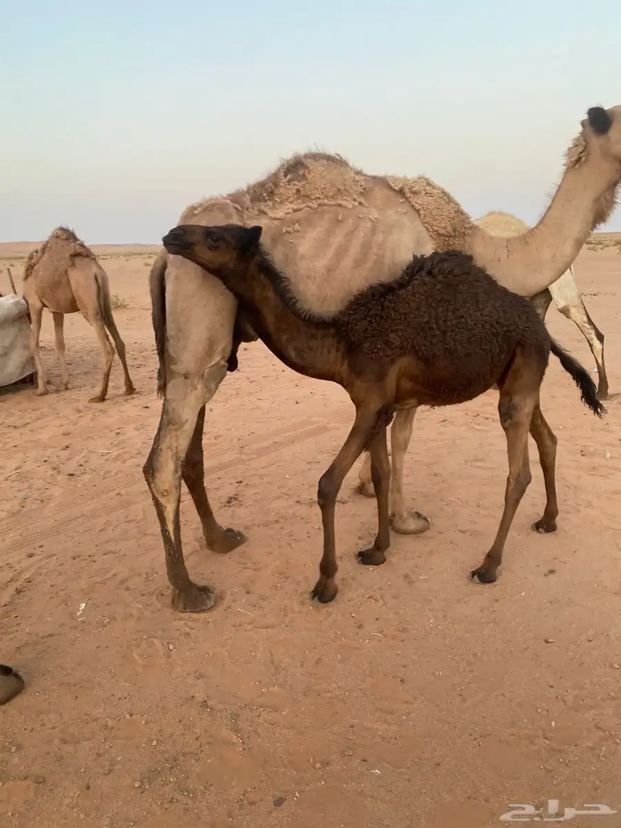 قعدان للبيع 2