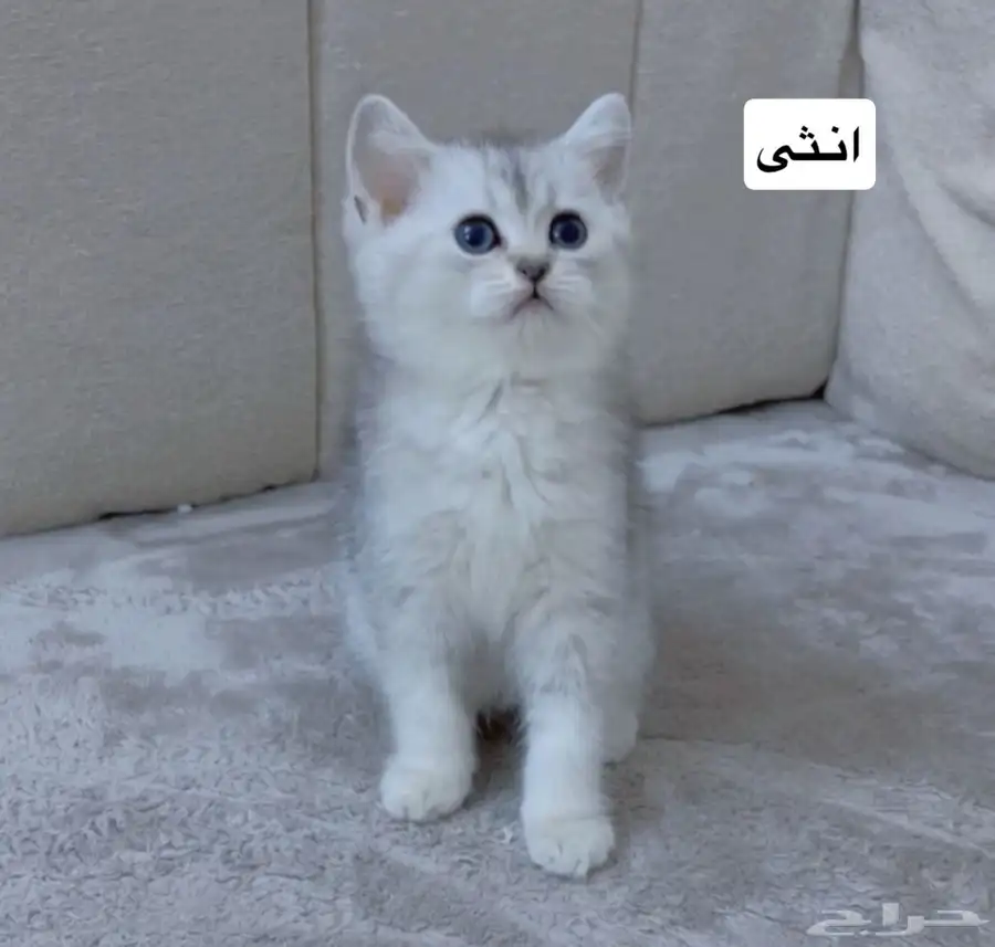 قطط سكوتش للبيع 4