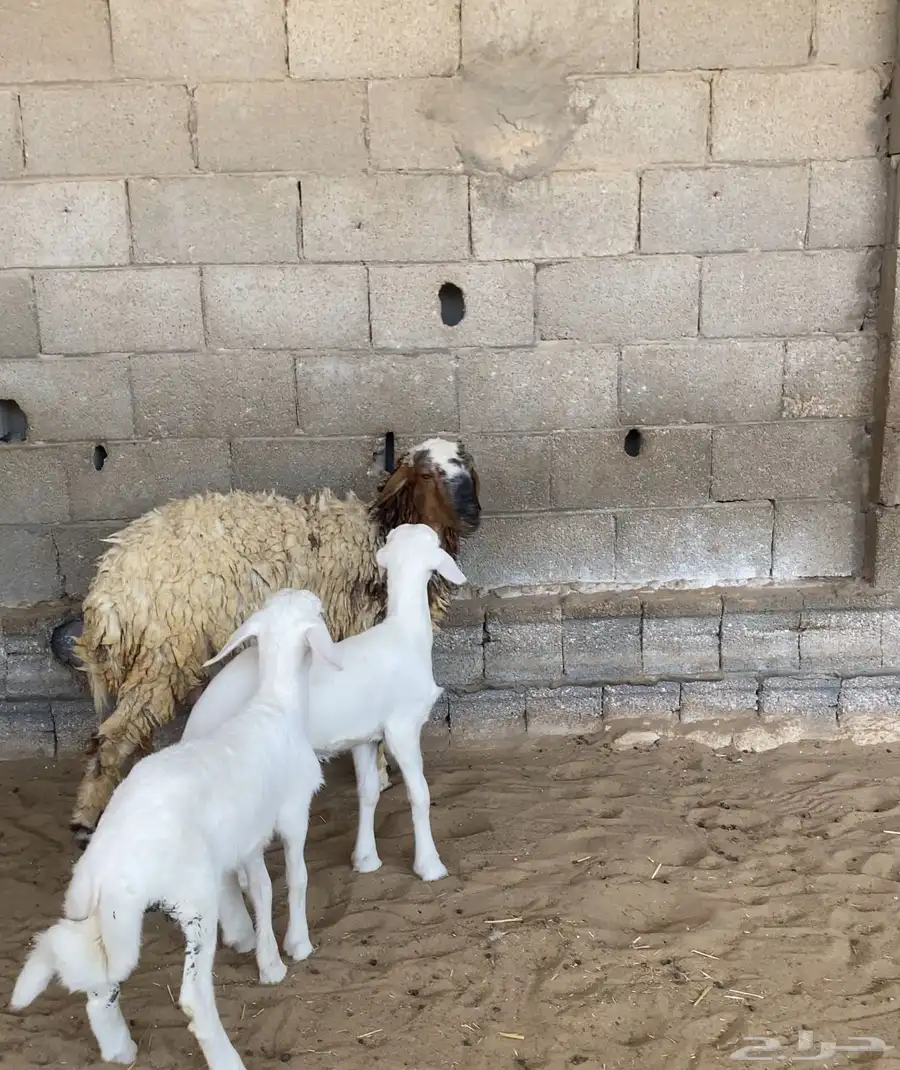 غنم 4