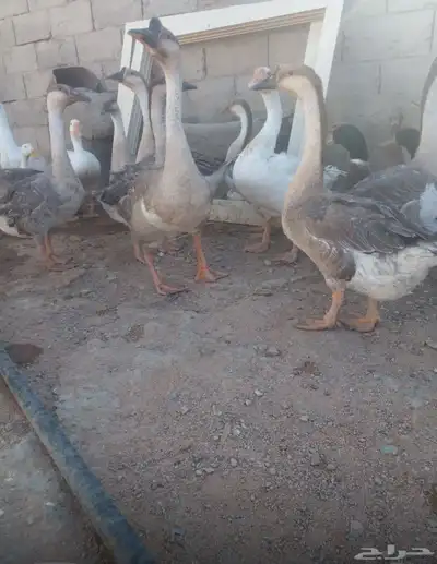 وز عراقي اصل index