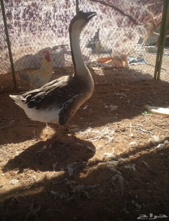 وز عراقي اصل 2