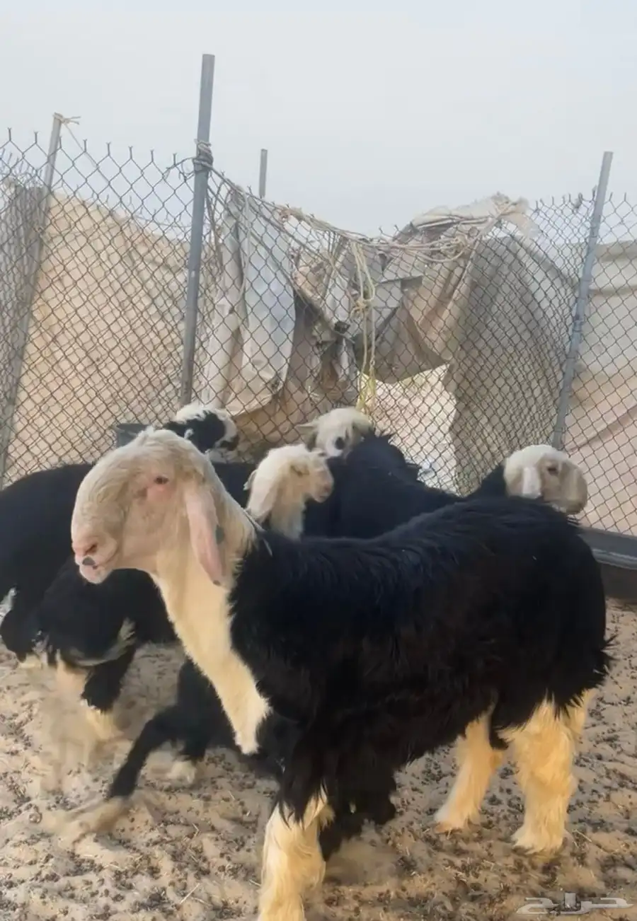 للبيع نجد صنف 2