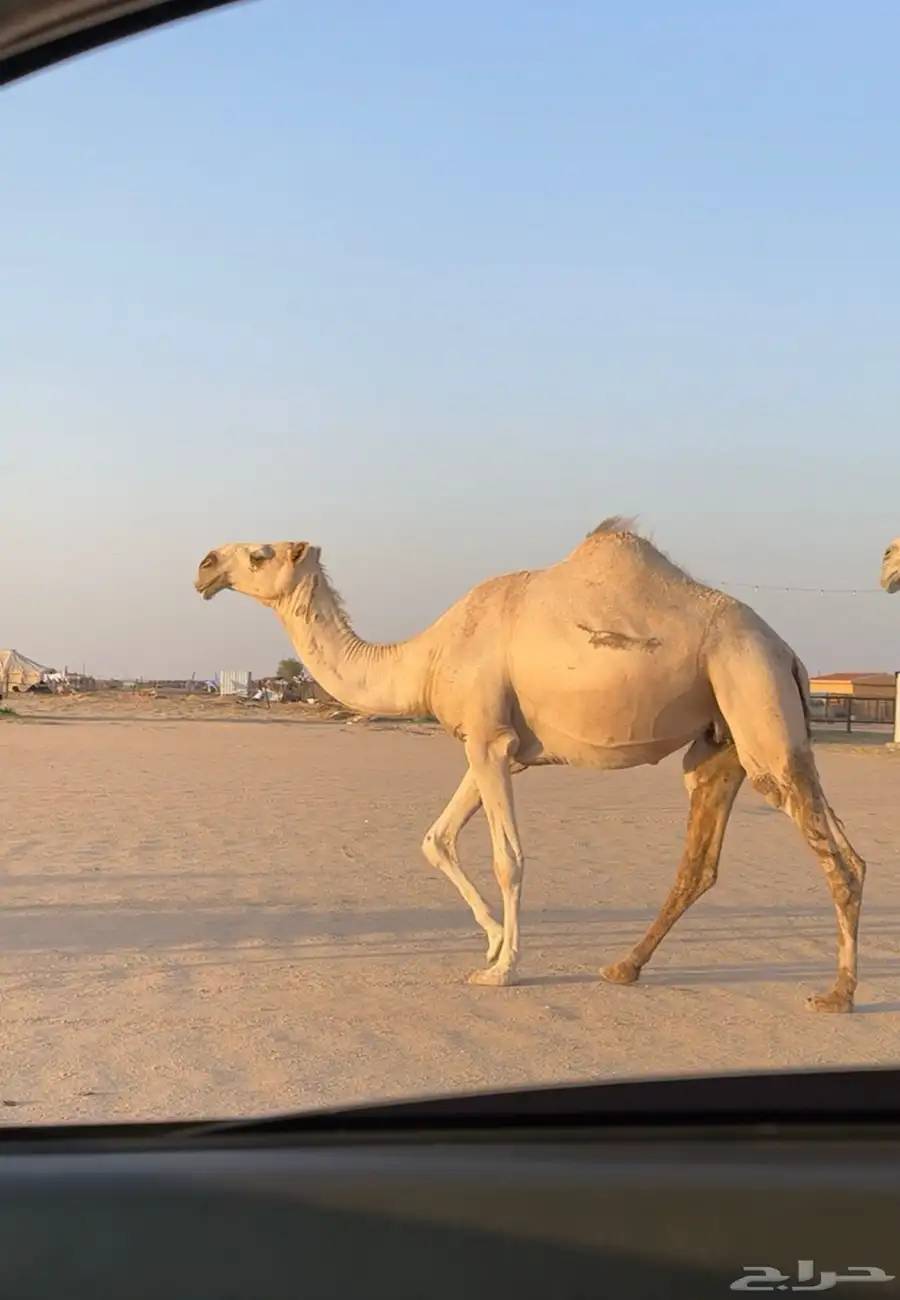 ناقه لقحه 0