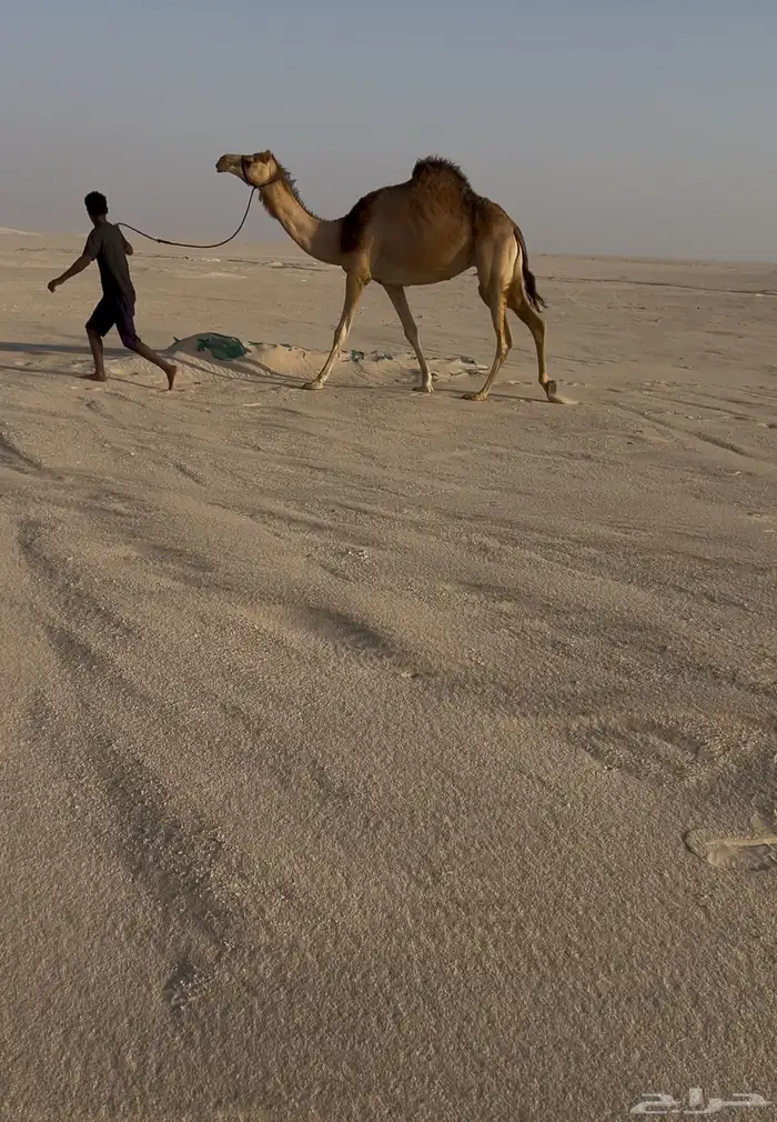 للبيع ضروبه 0