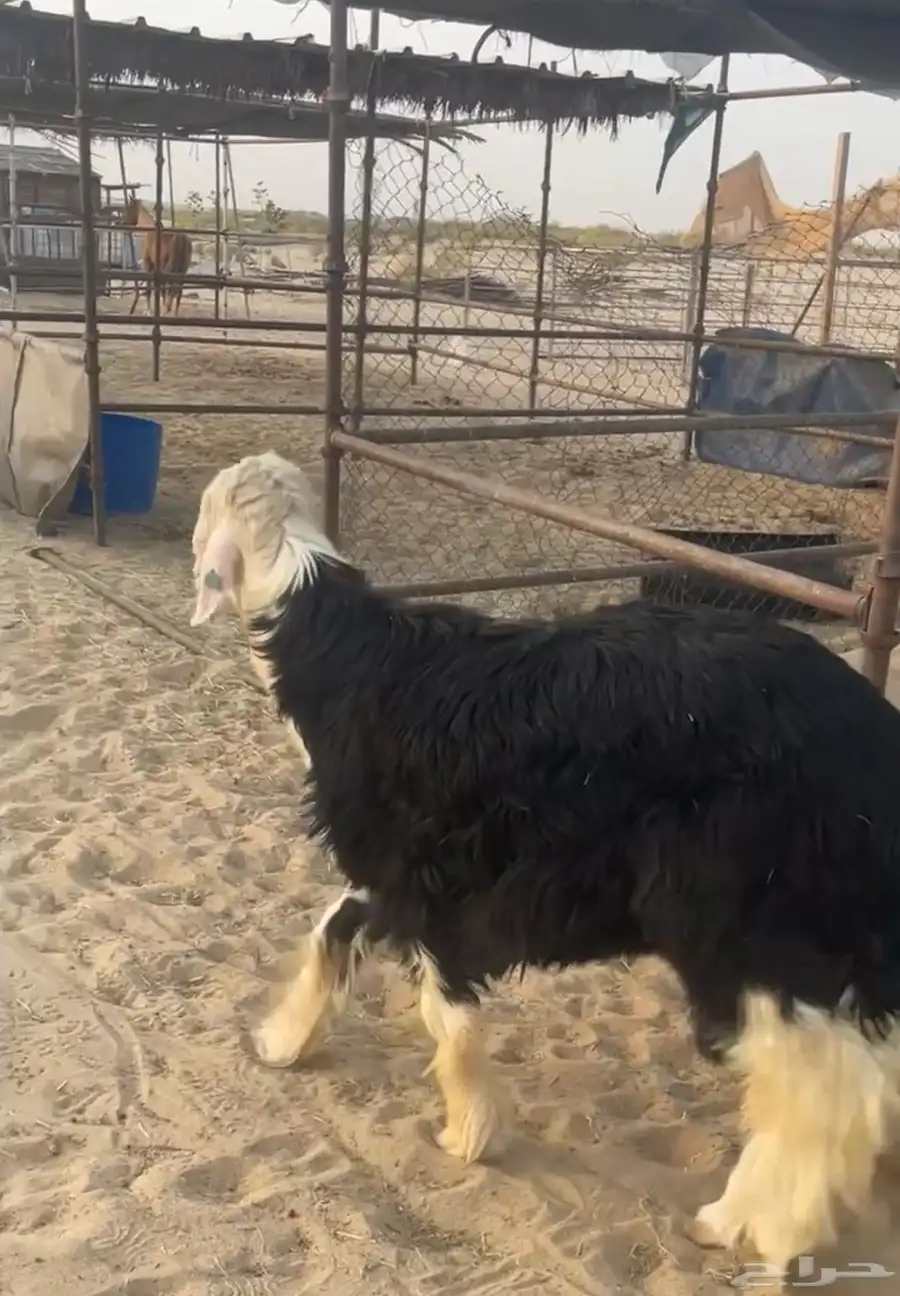 للبيع نجد صنف 0